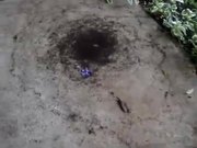 Ant Death Circles