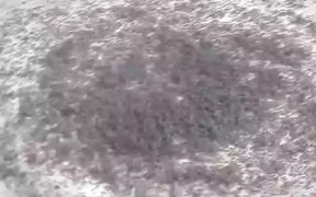 Ant Death Circles - Animals - VIDEOTIME.COM