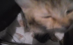 Cat Mom Hugs Her Baby Kitten - Animals - VIDEOTIME.COM