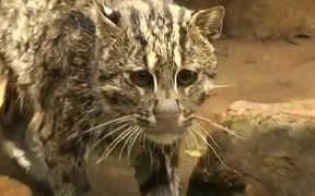Cat Catches Living Fish - Animals - VIDEOTIME.COM