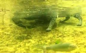 Cat Catches Living Fish - Animals - Videotime.com