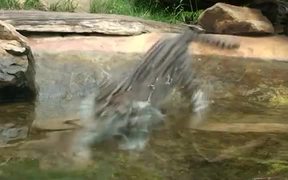 Cat Catches Living Fish - Animals - VIDEOTIME.COM
