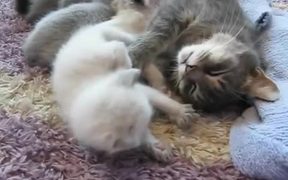 Sweet Little 3 Week Old Baby Cats - Animals - VIDEOTIME.COM