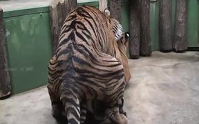 Tiger Mate in Zoo - Animals - Videotime.com