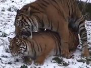 Tiger Mate in Zoo - Animals - Y8.COM