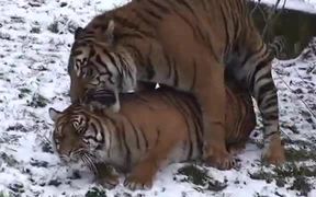 Tiger Mate in Zoo - Animals - VIDEOTIME.COM