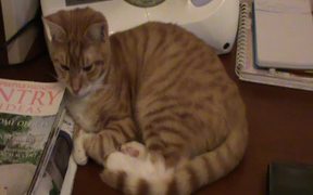 A Ginger Cat Relaxing - Animals - Videotime.com
