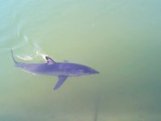 Mako Shark inside Dana Point Harbor