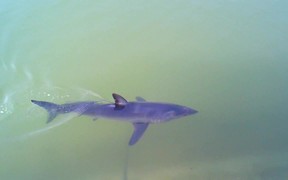 Mako Shark inside Dana Point Harbor - Animals - VIDEOTIME.COM