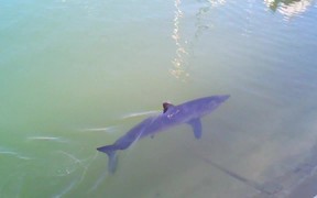 Mako Shark inside Dana Point Harbor - Animals - VIDEOTIME.COM