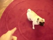 Best Dog Trick Ever - Play Dead Pug