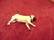Best Dog Trick Ever - Play Dead Pug
