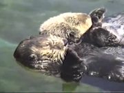 Cute Otters Holding Hands