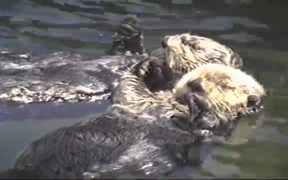 Cute Otters Holding Hands - Animals - VIDEOTIME.COM