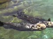 Cute Otters Holding Hands