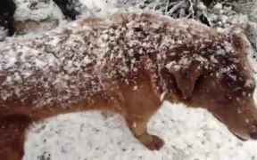 Snow Dogs - Animals - VIDEOTIME.COM