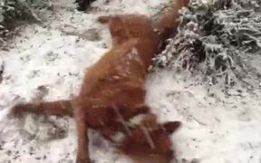 Snow Dogs - Animals - VIDEOTIME.COM