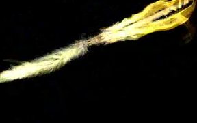 Reel Centipede's Dream - Anims - VIDEOTIME.COM