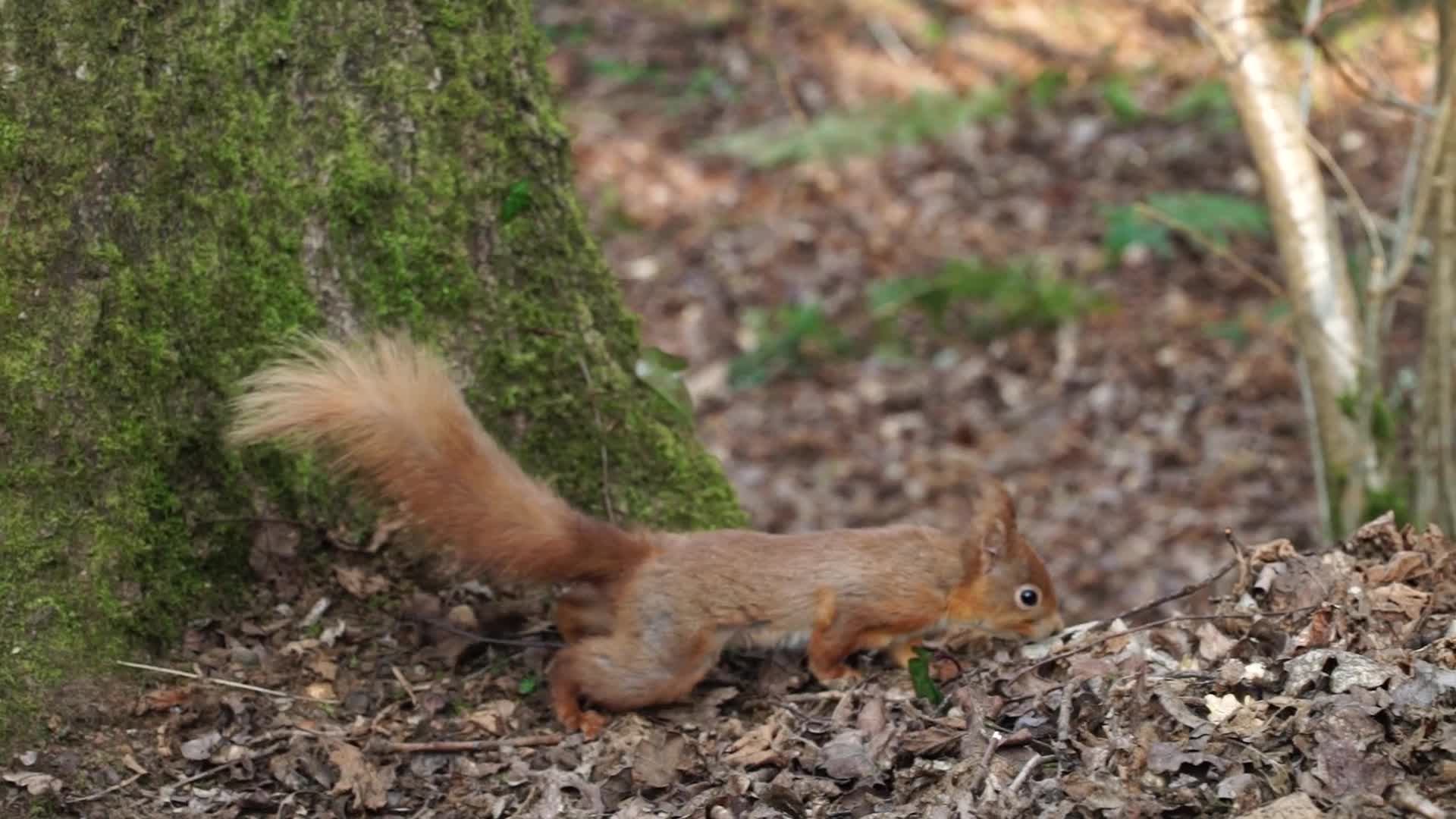 Squirrels at Alverstone Mead