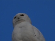 A White Owl