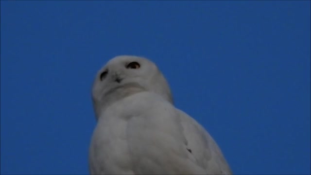 A White Owl