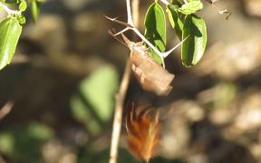 American Snout Butterfly Courtship - Animals - Videotime.com