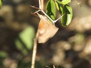 American Snout Butterfly Courtship