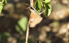 American Snout Butterfly Courtship - Animals - VIDEOTIME.COM