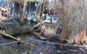 Alligator Bayou Feeding Time - Animals - VIDEOTIME.COM