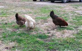 Feeding Chickens - Animals - VIDEOTIME.COM