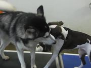 Two Dogs Playing
