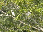 Sarasota Jungle Gardens - Birds at the Lagoon