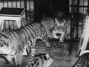 Coney Island - Wild Tiger Act 1940