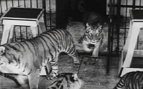 Coney Island - Wild Tiger Act 1940 - Animals - VIDEOTIME.COM