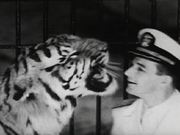 Coney Island - Wild Tiger Act 1940