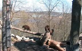 Urban Animals Bear - Animals - VIDEOTIME.COM