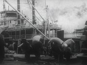 Loading Cotton Bales On Steam Boat