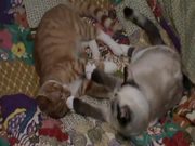Young Cats Play-Fighting and Cleaning