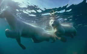 To The Arctic - Polar Bear Family Featurette - Movie trailer - VIDEOTIME.COM