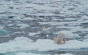 To The Arctic - Polar Bear Family Featurette - Movie trailer - VIDEOTIME.COM