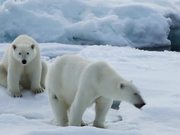 To The Arctic - Polar Bear Family Featurette