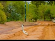 Island of Lemurs: Madagascar - "The Lemur Dance"