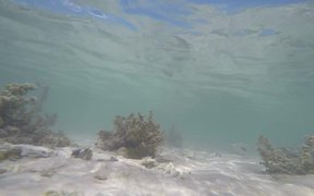 Snorkelling in Yonehara Beach - Fun - VIDEOTIME.COM