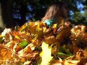 Pile of Leaves
