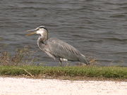 Ackerman Park - Bird on the bank