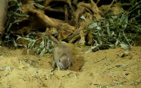 Meerkats in Moscow Zoo - Animals - VIDEOTIME.COM