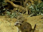 Meerkats in Moscow Zoo