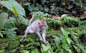 Ubud Monkey Forest - Animals - VIDEOTIME.COM