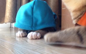 Funny Kitty - Animals - VIDEOTIME.COM