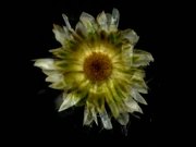 Early Experiments - Cudweed